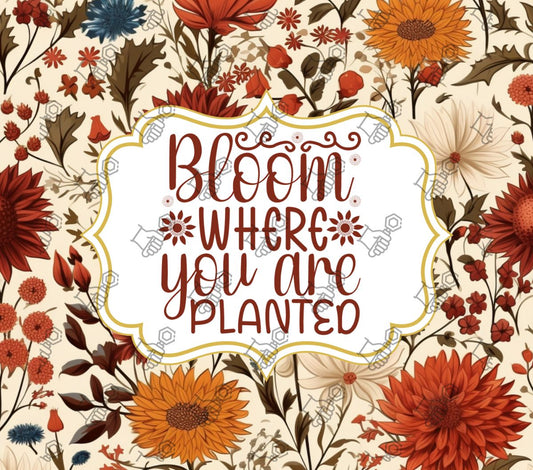 Bloom where you are planted (Cream)